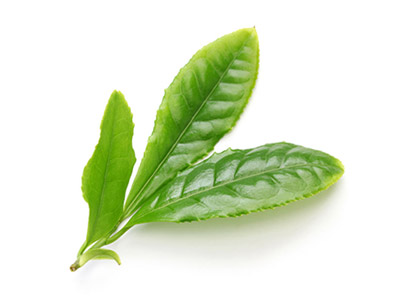 Green Tea Leaf