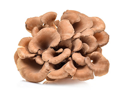 Maitake Mushroom